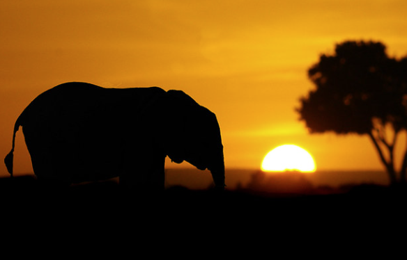 Imagen de portada de la guía de Kenya